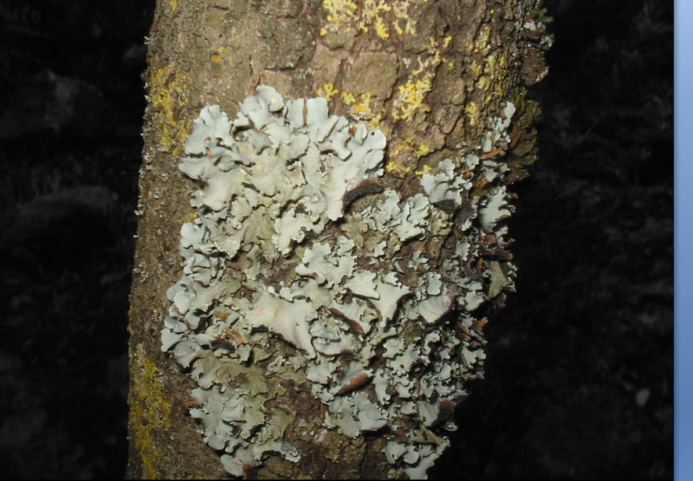 lichese su Pinus halepensis